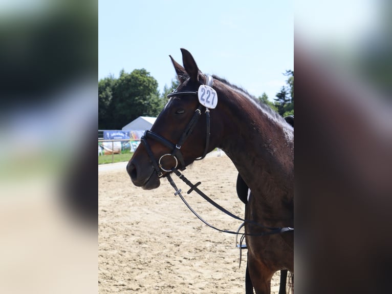 Duitse rijpony Merrie 4 Jaar 147 cm Donkerbruin in Varel