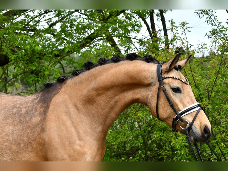 Duitse rijpony Merrie 4 Jaar 147 cm Falbe in Kamern