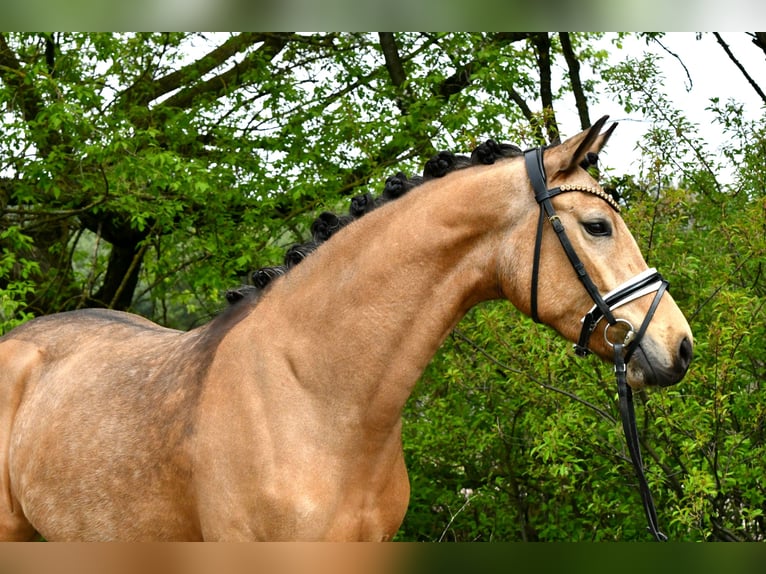 Duitse rijpony Merrie 4 Jaar 147 cm Falbe in Kamern