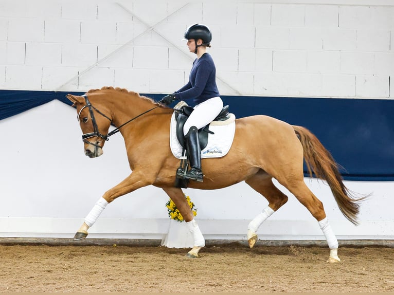 Duitse rijpony Merrie 4 Jaar 147 cm Falbe in Marsberg