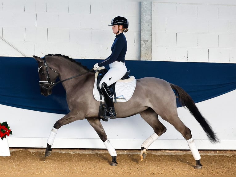 Duitse rijpony Merrie 4 Jaar 147 cm Falbe in Marsberg