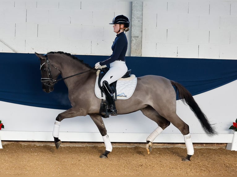 Duitse rijpony Merrie 4 Jaar 147 cm Falbe in Marsberg