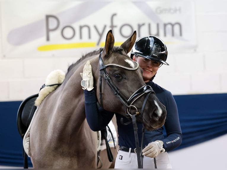 Duitse rijpony Merrie 4 Jaar 147 cm Falbe in Marsberg