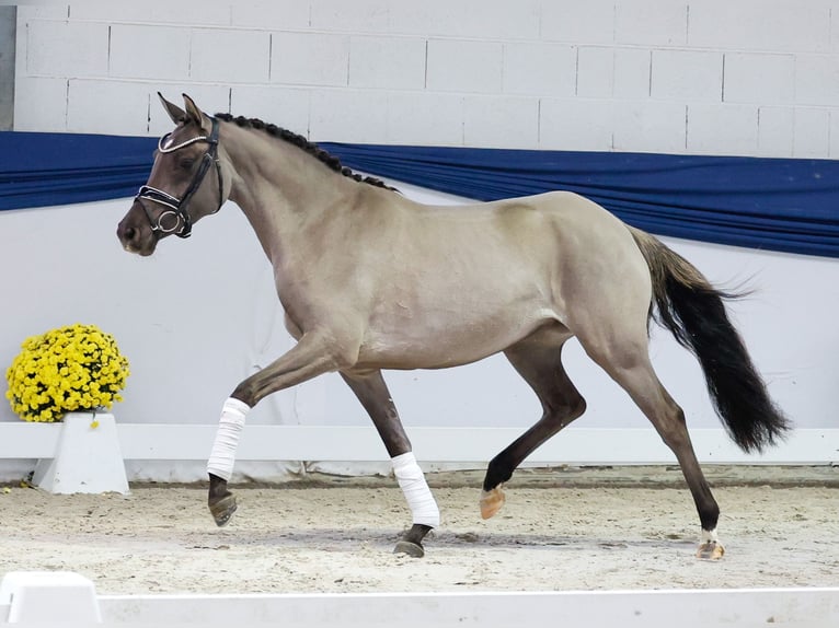 Duitse rijpony Merrie 4 Jaar 147 cm Falbe in Marsberg