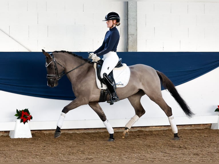 Duitse rijpony Merrie 4 Jaar 147 cm Falbe in Marsberg