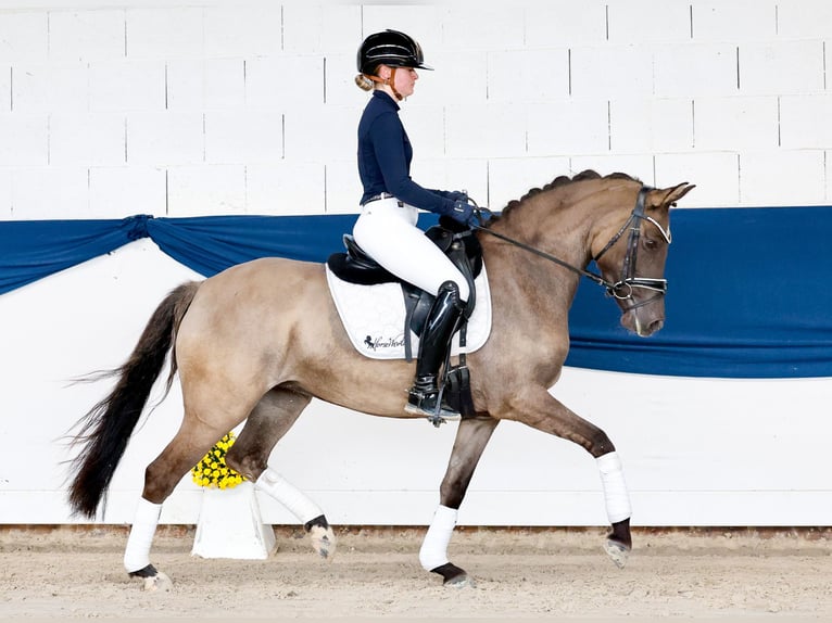 Duitse rijpony Merrie 4 Jaar 147 cm Falbe in Marsberg