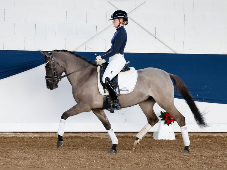 Duitse rijpony Merrie 4 Jaar 147 cm Falbe in Marsberg