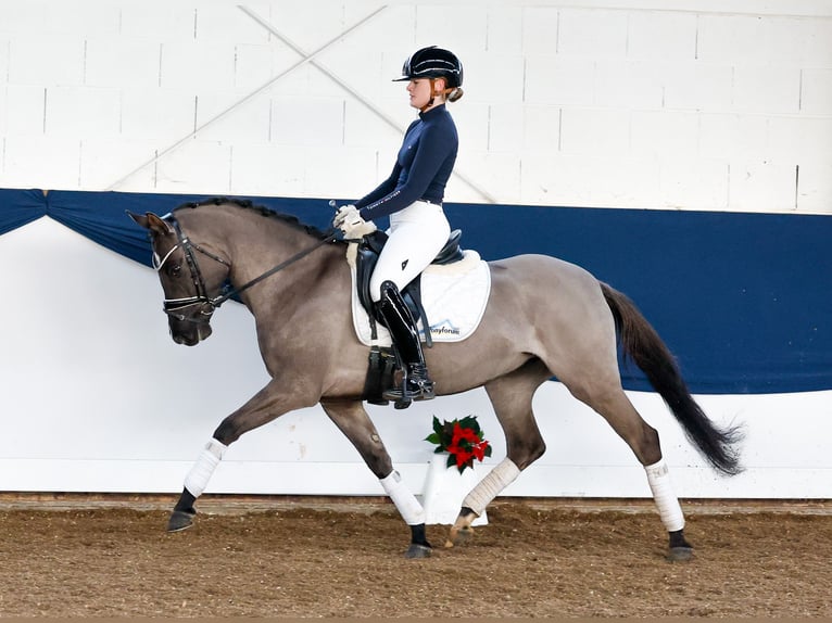 Duitse rijpony Merrie 4 Jaar 147 cm Falbe in Marsberg