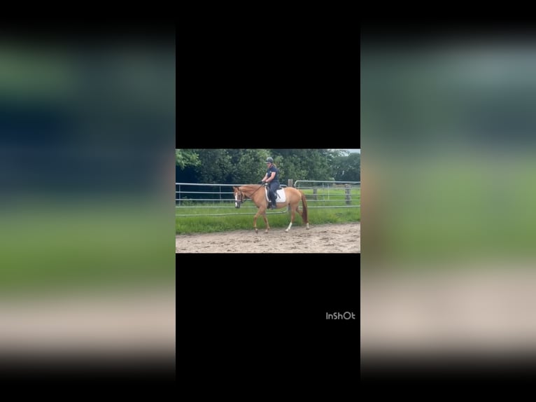 Duitse rijpony Merrie 4 Jaar 147 cm Falbe in Ahlerstedt