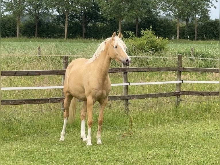 Duitse rijpony Merrie 4 Jaar 147 cm Palomino in Achim