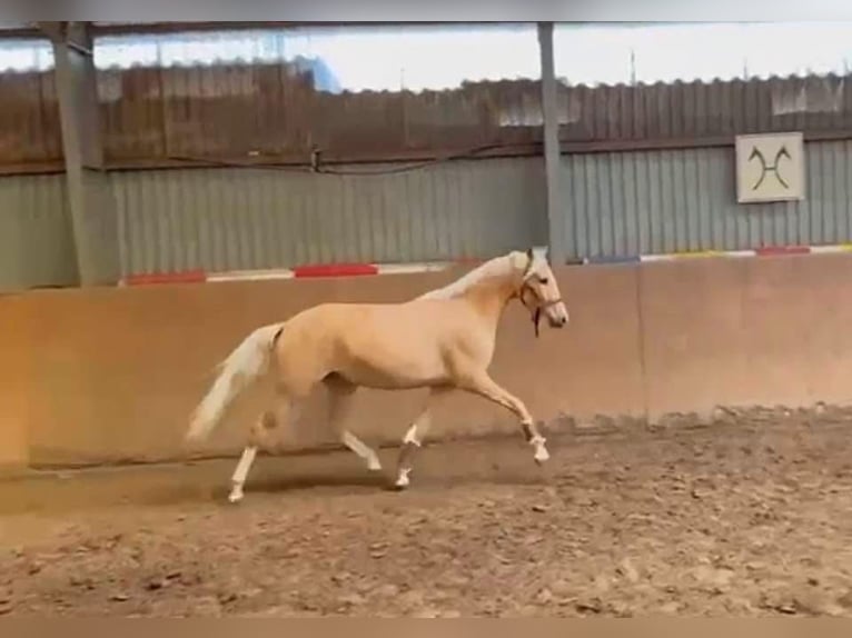 Duitse rijpony Merrie 4 Jaar 147 cm Palomino in Achim