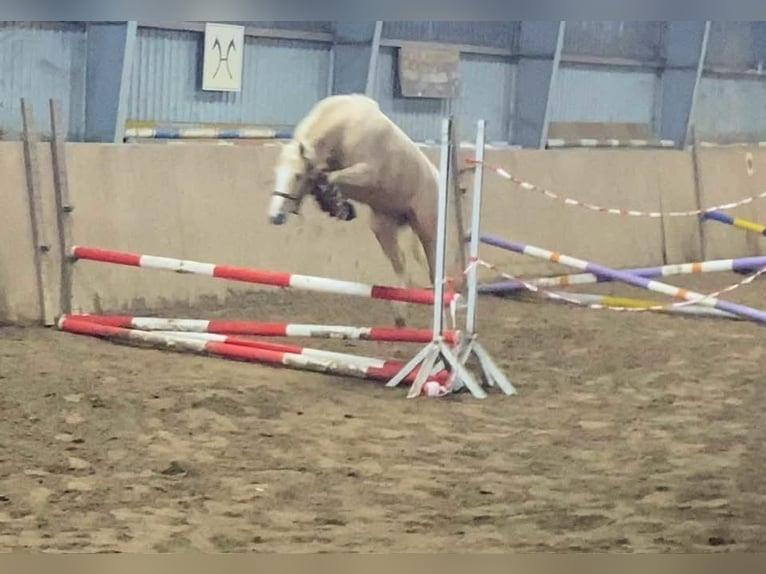 Duitse rijpony Merrie 4 Jaar 147 cm Palomino in Achim