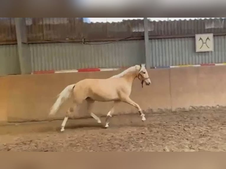 Duitse rijpony Merrie 4 Jaar 147 cm Palomino in Achim