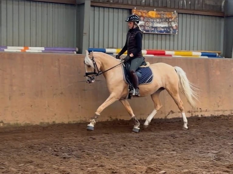 Duitse rijpony Merrie 4 Jaar 147 cm Palomino in Achim