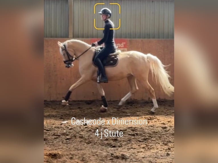 Duitse rijpony Merrie 4 Jaar 147 cm Palomino in Achim