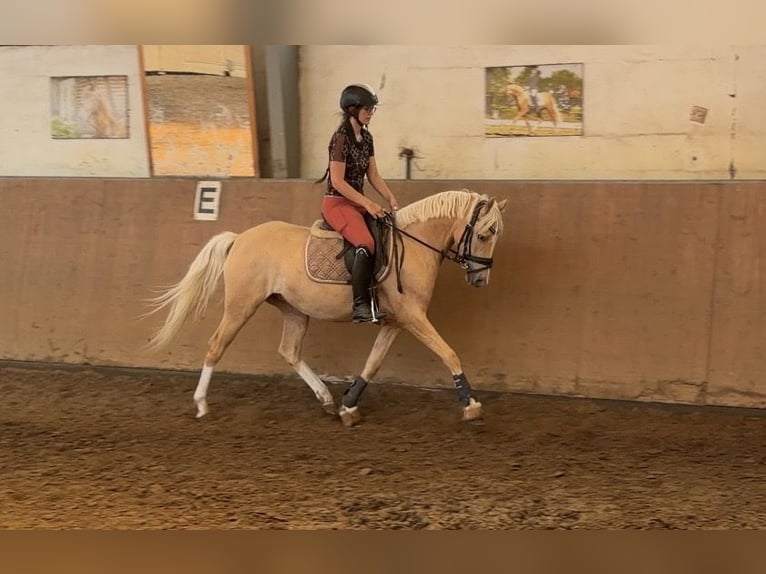 Duitse rijpony Merrie 4 Jaar 147 cm Palomino in Achim