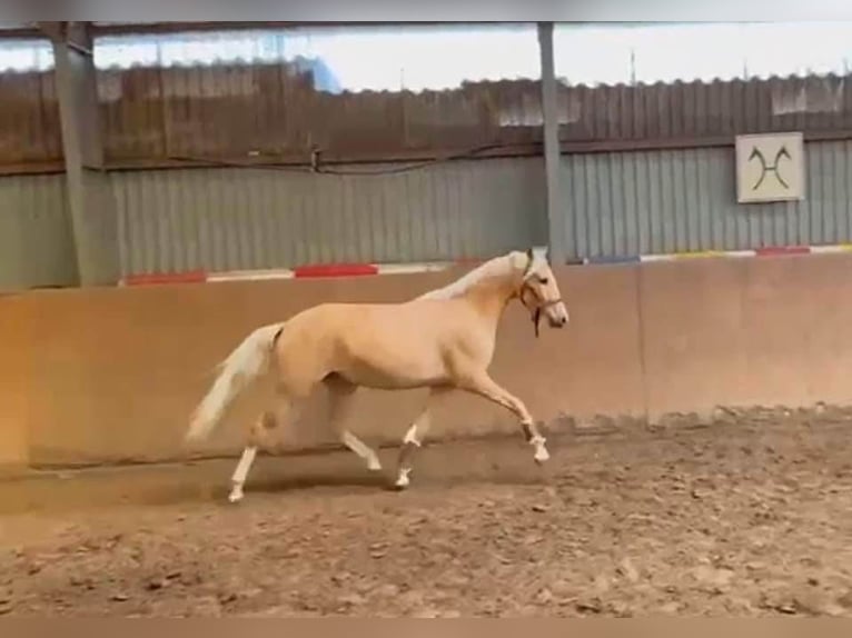 Duitse rijpony Merrie 4 Jaar 147 cm Palomino in Achim