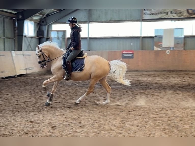 Duitse rijpony Merrie 4 Jaar 147 cm Palomino in Achim