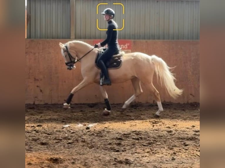 Duitse rijpony Merrie 4 Jaar 147 cm Palomino in Achim