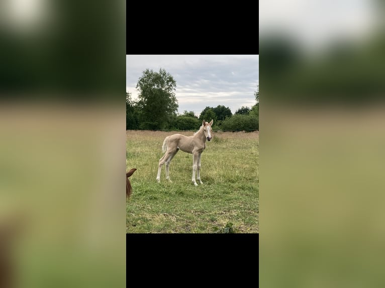 Duitse rijpony Merrie 4 Jaar 147 cm Palomino in Vollersode