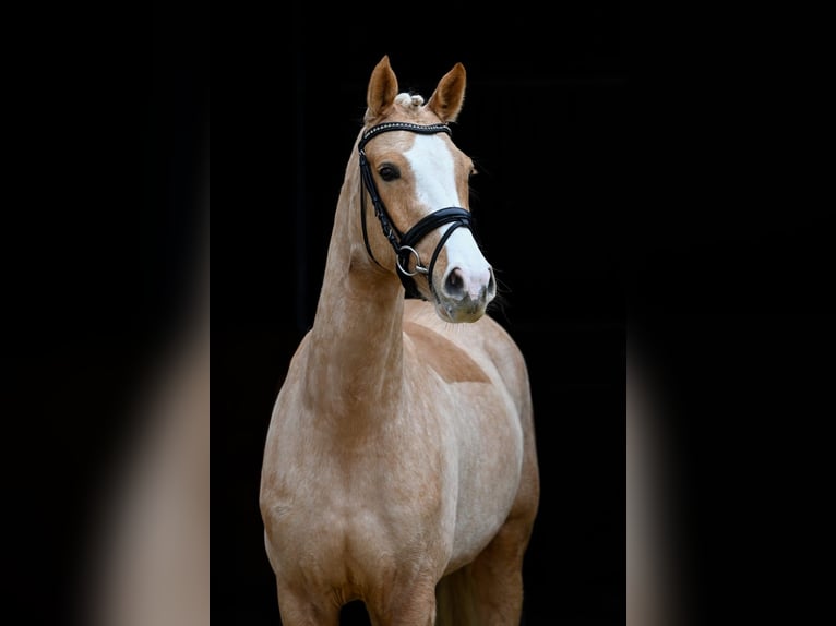 Duitse rijpony Merrie 4 Jaar 147 cm Palomino in Tauberrettersheim
