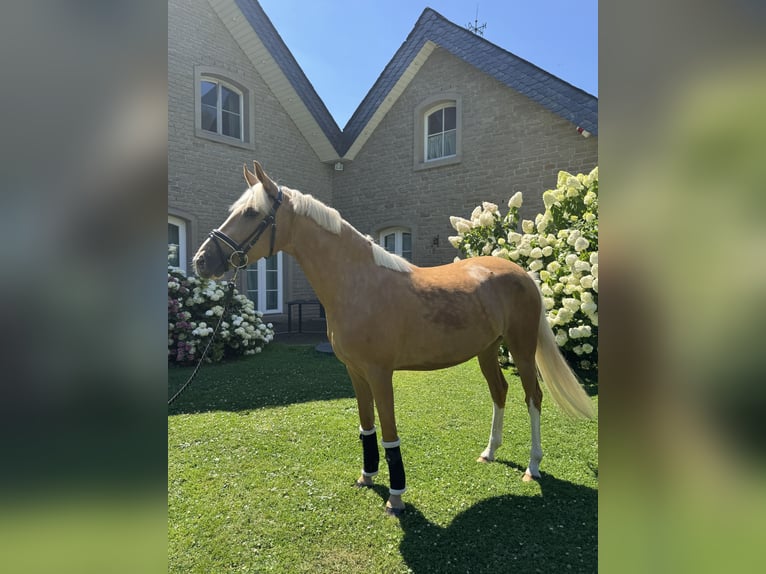 Duitse rijpony Merrie 4 Jaar 147 cm Palomino in Düsseldorf