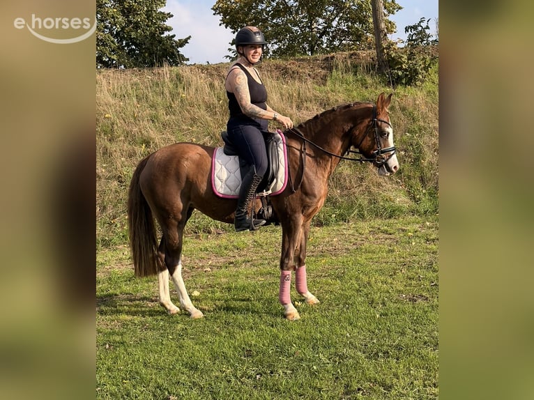 Duitse rijpony Merrie 4 Jaar 147 cm Red Dun in Kaldenkirchen