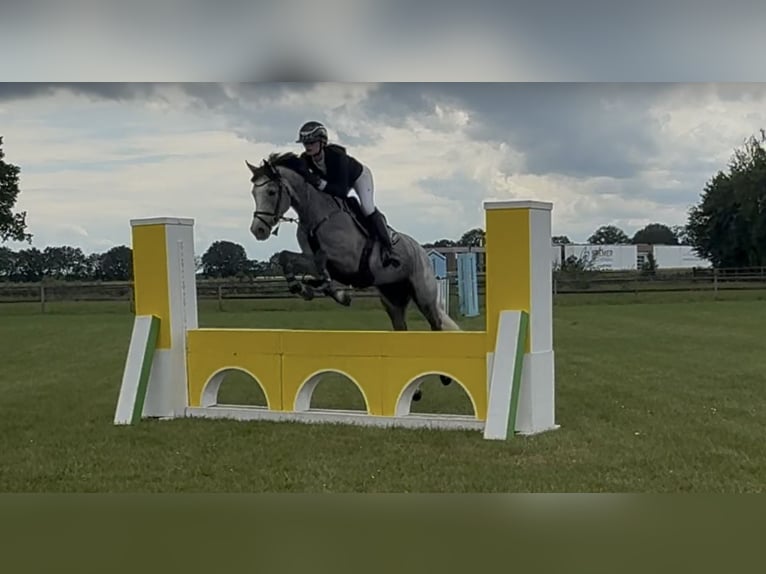 Duitse rijpony Merrie 4 Jaar 147 cm Schimmel in Lastrup