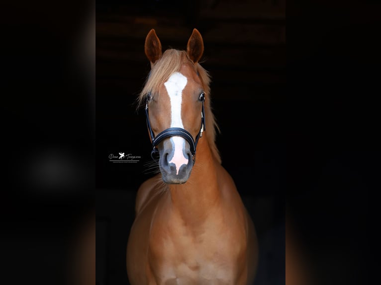 Duitse rijpony Merrie 4 Jaar 147 cm Vos in Neuenkirchen-Vörden