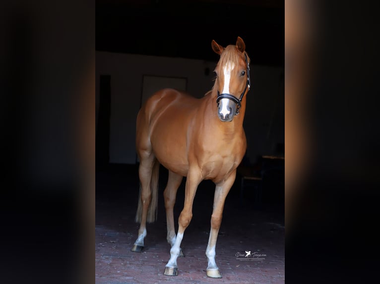 Duitse rijpony Merrie 4 Jaar 147 cm Vos in Neuenkirchen-Vörden