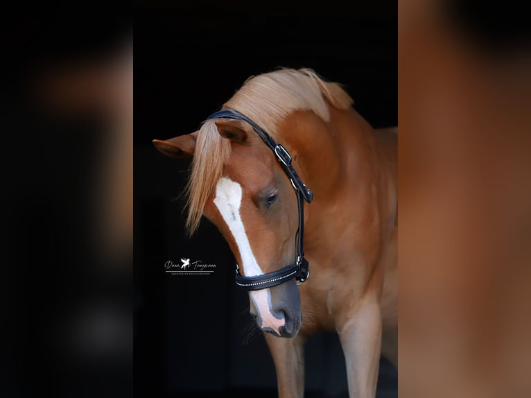 Duitse rijpony Merrie 4 Jaar 147 cm Vos in Neuenkirchen-Vörden