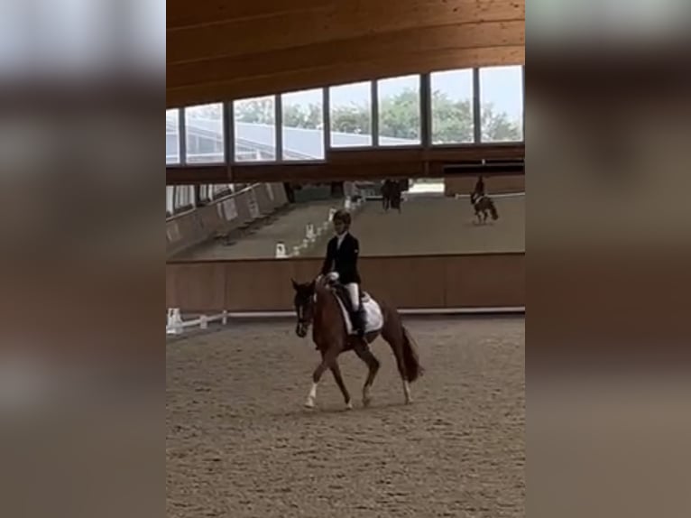 Duitse rijpony Merrie 4 Jaar 147 cm Vos in Krefeld