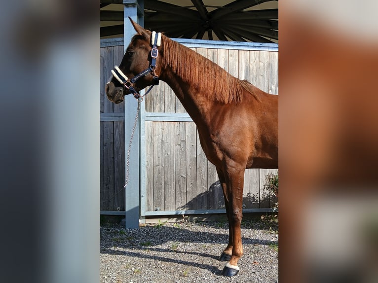 Duitse rijpony Merrie 4 Jaar 147 cm Vos in Maurach a. A.