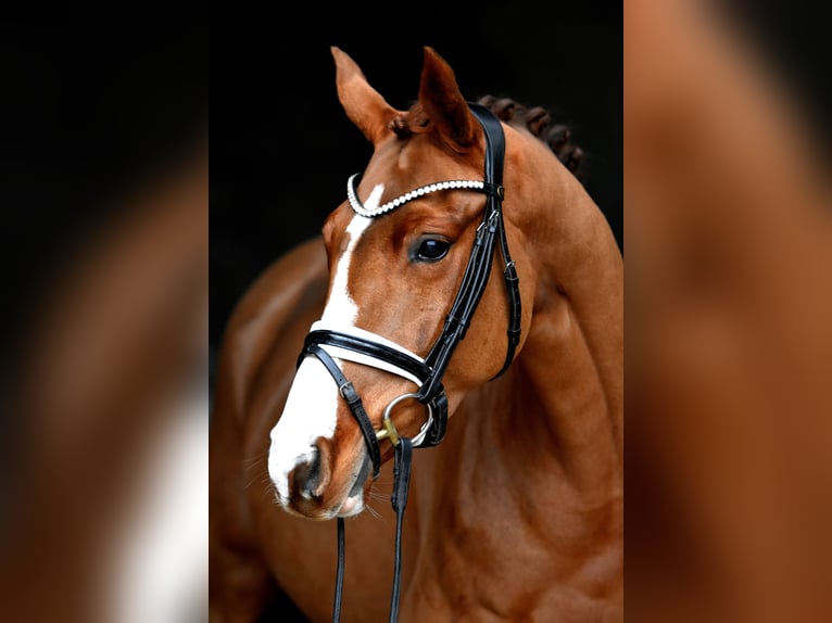 Duitse rijpony Merrie 4 Jaar 147 cm Vos in Klötze ot Neuendorf