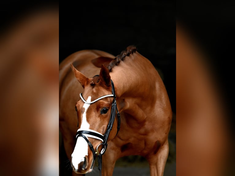 Duitse rijpony Merrie 4 Jaar 147 cm Vos in Klötze ot Neuendorf