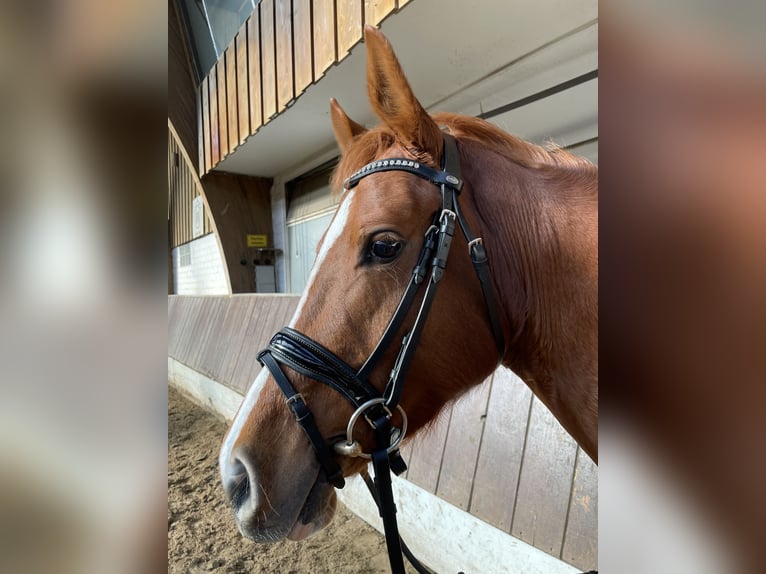 Duitse rijpony Merrie 4 Jaar 147 cm Vos in Krefeld