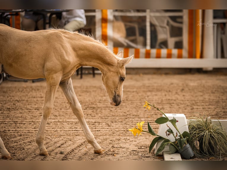 Duitse rijpony Merrie 4 Jaar 147 cm Vos in Selfkant