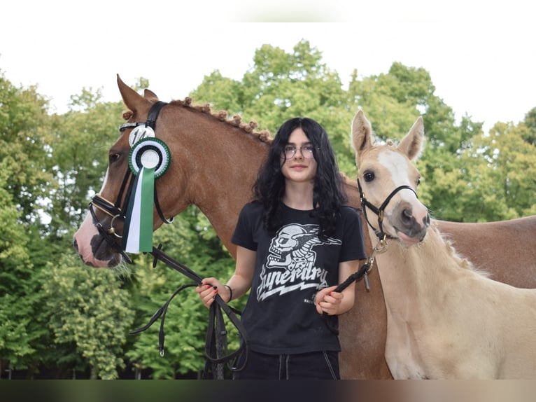 Duitse rijpony Merrie 4 Jaar 147 cm Vos in Selfkant