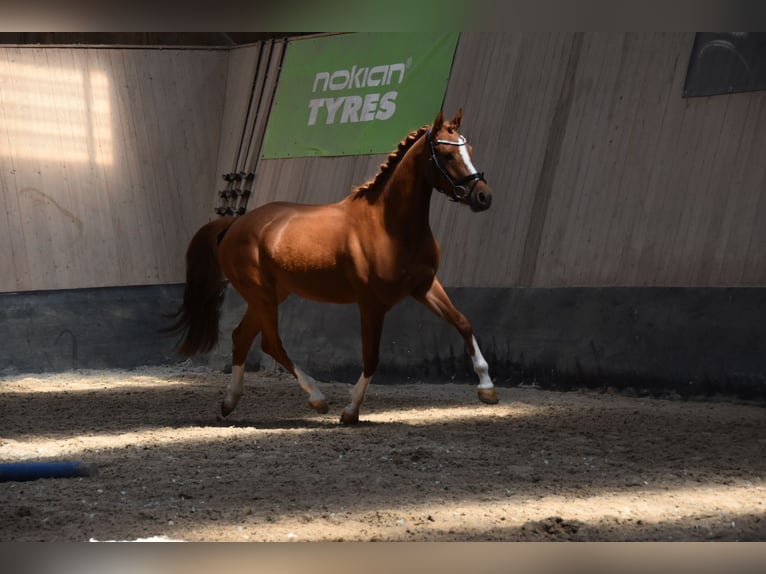 Duitse rijpony Merrie 4 Jaar 147 cm Vos in Wegeleben