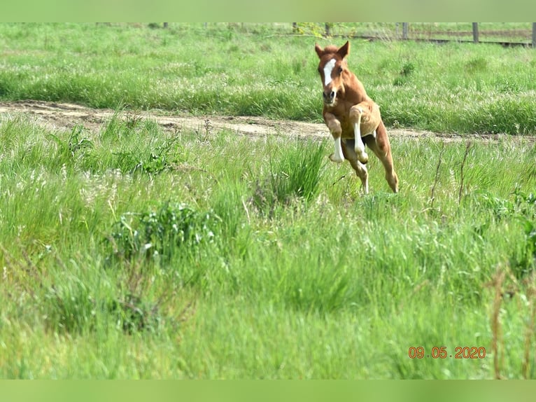 Duitse rijpony Merrie 4 Jaar 147 cm Vos in Wegeleben