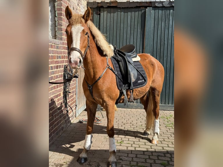 Duitse rijpony Merrie 4 Jaar 147 cm Vos in Heinsberg
