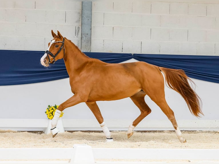 Duitse rijpony Merrie 4 Jaar 147 cm Vos in Achim