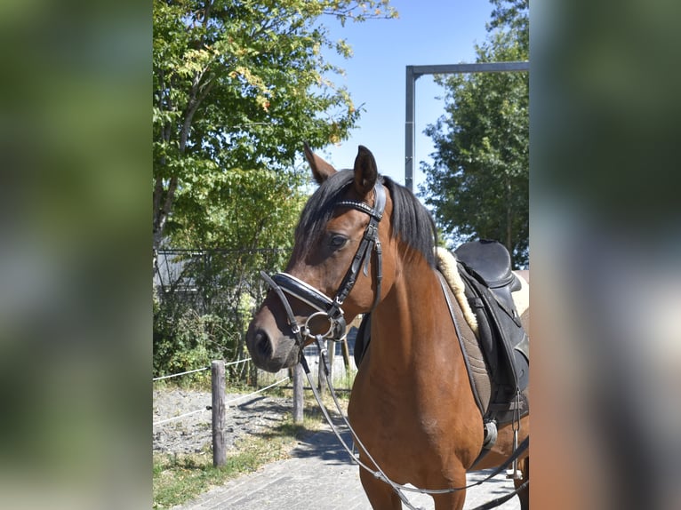 Duitse rijpony Merrie 4 Jaar 148 cm Bruin in Osburg