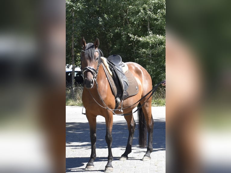 Duitse rijpony Merrie 4 Jaar 148 cm Bruin in Osburg