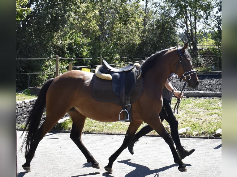 Duitse rijpony Merrie 4 Jaar 148 cm Bruin in Osburg