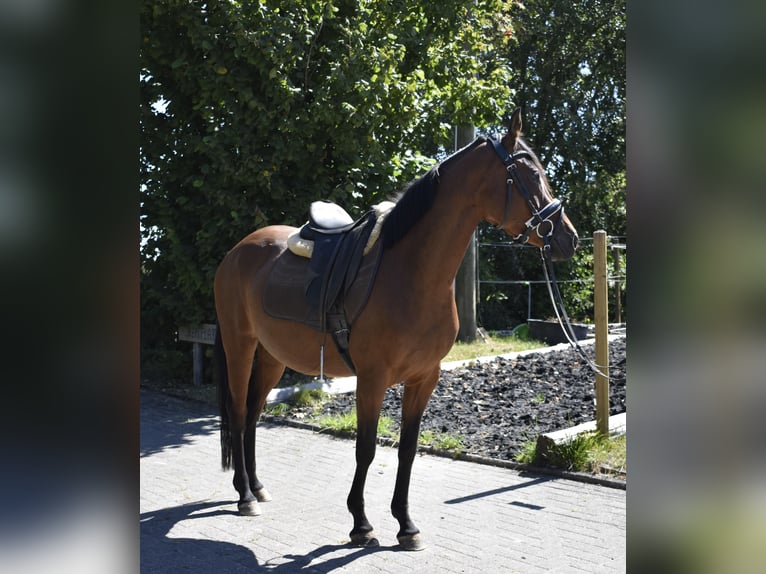 Duitse rijpony Merrie 4 Jaar 148 cm Bruin in Osburg