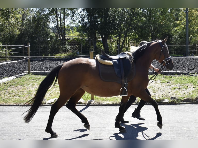 Duitse rijpony Merrie 4 Jaar 148 cm Bruin in Osburg
