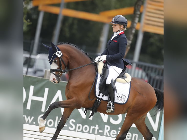 Duitse rijpony Merrie 4 Jaar 148 cm Bruin in Rehburg-Loccum Münchehagen