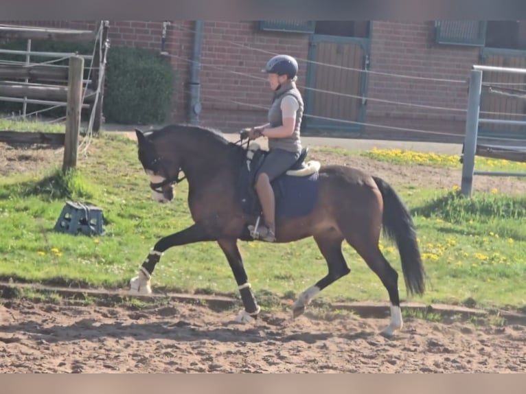 Duitse rijpony Merrie 4 Jaar 148 cm Bruin in Rehburg-Loccum Münchehagen