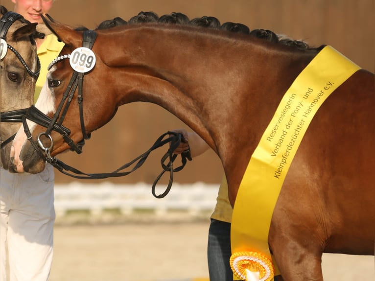 Duitse rijpony Merrie 4 Jaar 148 cm Bruin in Rehburg-Loccum Münchehagen